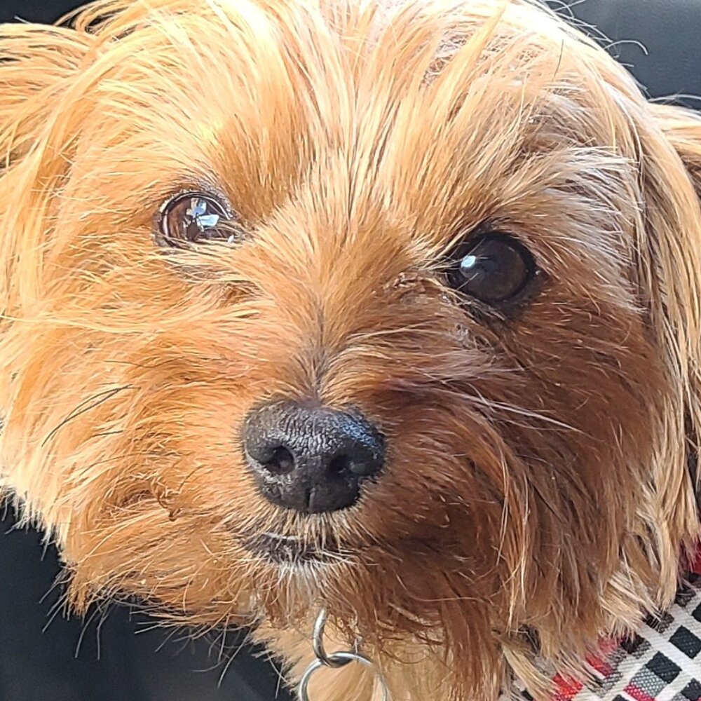 Meet your Posher, Joe